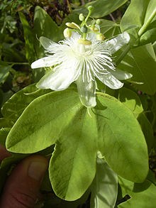 Passiflora subpeltata